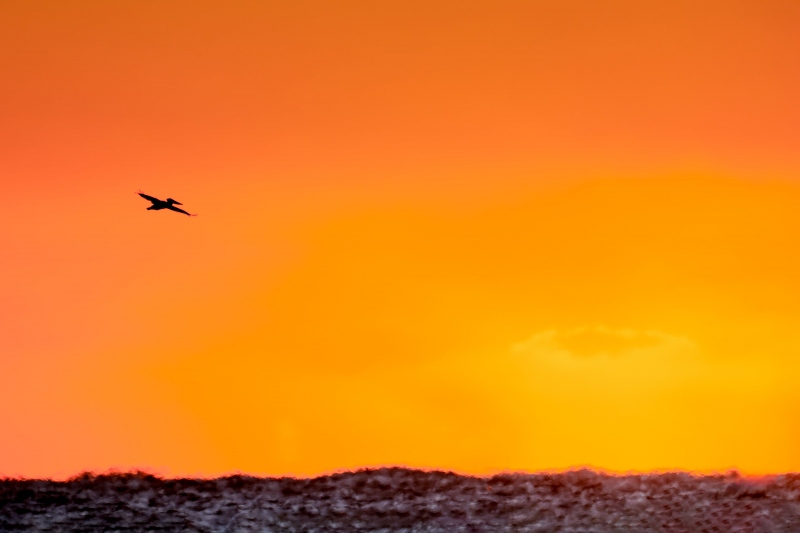 Brown-Pelican-3200-in-orange-marmalade-sky-_DSC5581-Sebastian-Inlet-FL-Enhanced-NR