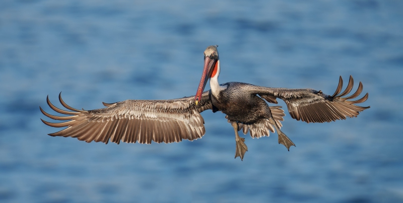 Brown-Pelican-3200-incoming-flight-1200mm-_DSC0216-La-Jolla-CA-Enhanced-NR