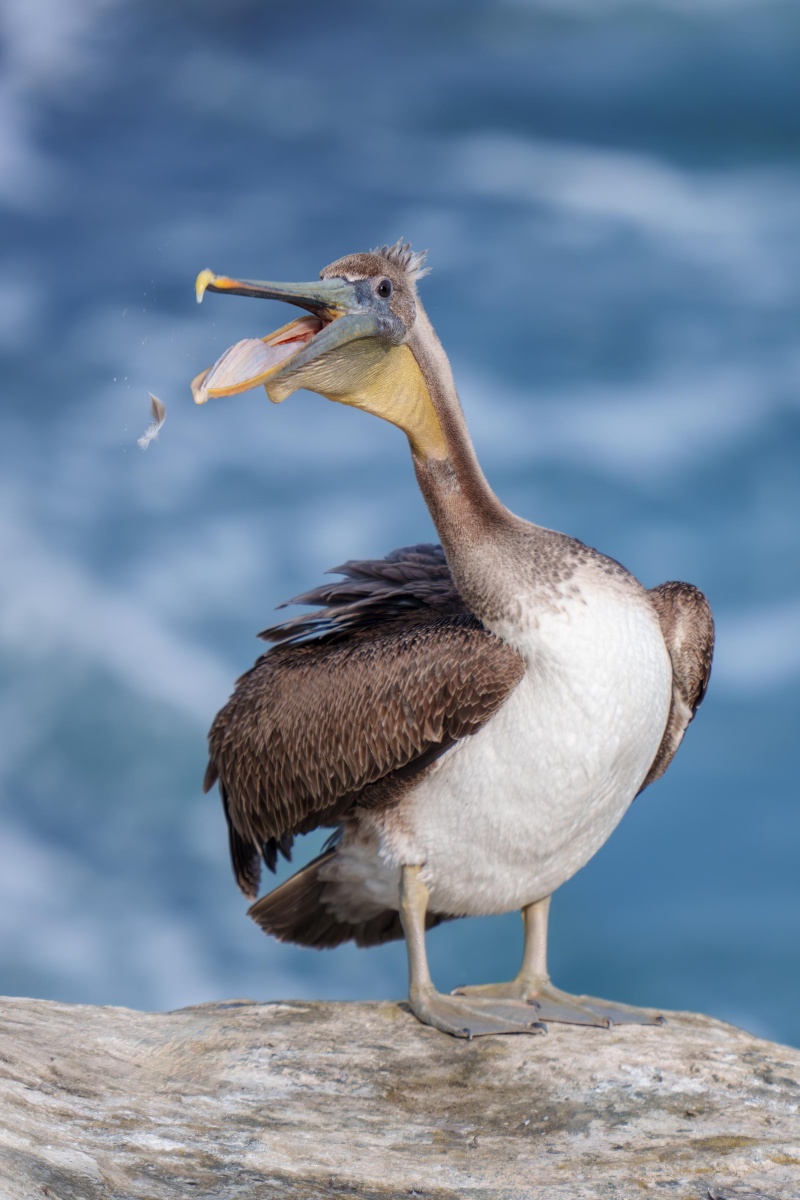 Brown-Pelican-3200-juvenile-attacking-preened-feather-_DSC4575-La-Jolla-CA-Enhanced-NR