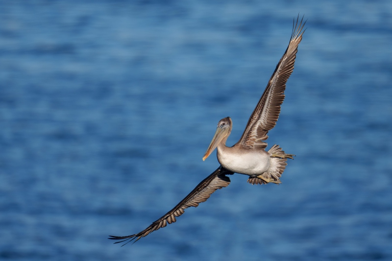 Brown-Pelican-3200-juvenile-turning-in-flight-_DSC9689-La-Jolla-CA-Enhanced-NR