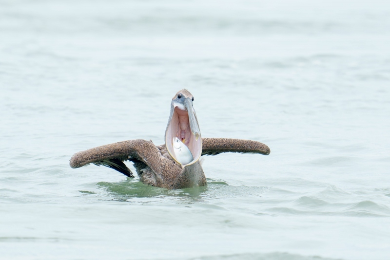 Brown-Pelican-3200-juvenile-with-bunker-in-bill-pouch-_DSC2041-Sebastian-Inlet-FL-Enhanced-NR