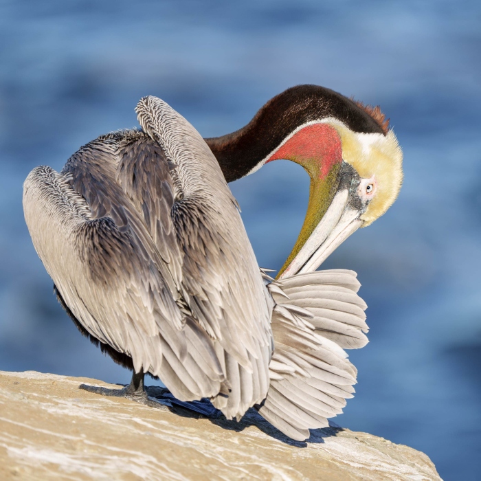 Brown-Pelican-3200-preening-Warren-Robb-_DSC2947-La-Jolla-CA-Enhanced-NR