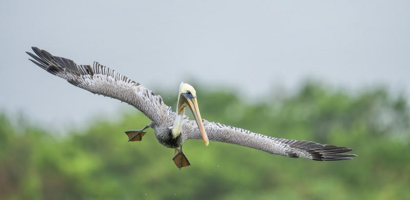 Brown-Pelican-3200-ready-to-dive-for-fish-_DSC6934-Sebastian-Inlet-FL-Enhanced-NR