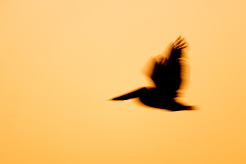 Brown-Pelican-3200-sunrise-flapping-blur-_DSC5099-Sebastian-Inlet-FL-Enhanced-NR