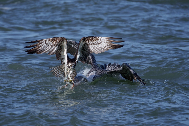 Brown-Pelican-3200-try-to-swallow-menhden-still-in-talons-of-Osprey-Bob-Eastman-_DSC9408Sebastian-Florida-Enhanced-NR