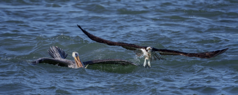 Brown-Pelican-3200-with-the-fish-Osprey-leaving-_DSC9421Sebastian-Florida-Enhanced-NR