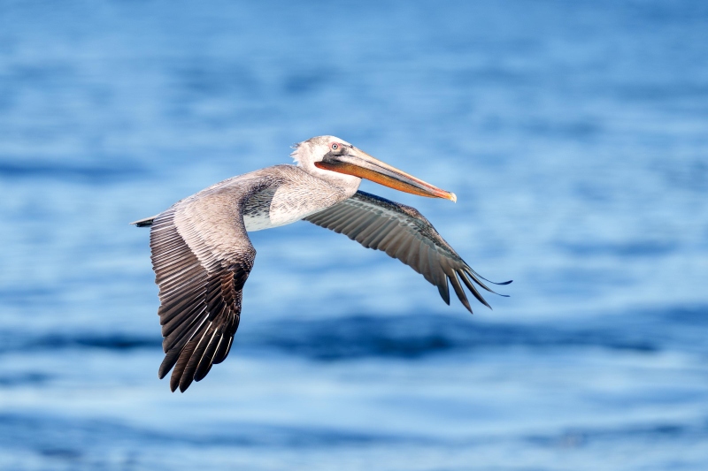 Brown-Pelican-3200non-breeding-flight-WARREN-ROBB-_DSC1068-Enhanced-NR