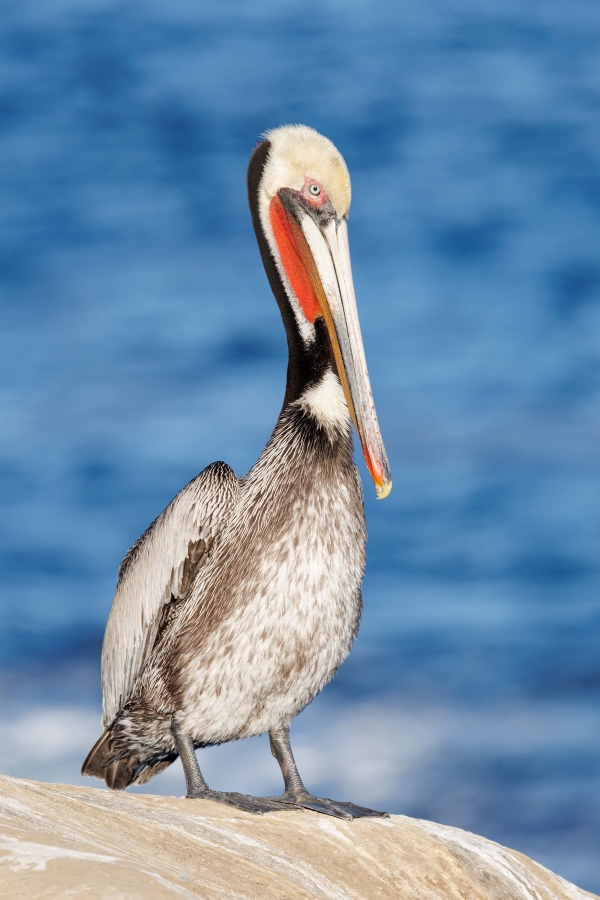 Brown-Pelican-JUDY-STEP-sub-adult-Judy-Step-3200-breeding-plumage-_O7A8598-La-Jolla-CA-Enhanced-NR