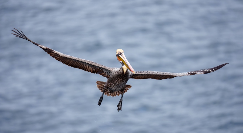 Brown-Pelican-Pacifc-race-breeding-plumage-flying-in-to-cliff-landing-_DSC8026-La-Jolla-CA-Enhanced-NR