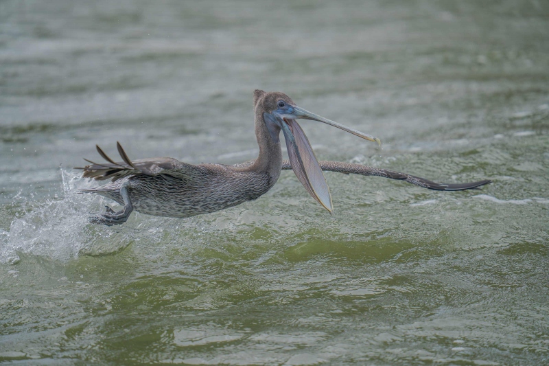 Brown-Pelican-j-3200-uvenile-taking-flight-_DSC2786-Sebastian-Inlet-FL-Enhanced-NR