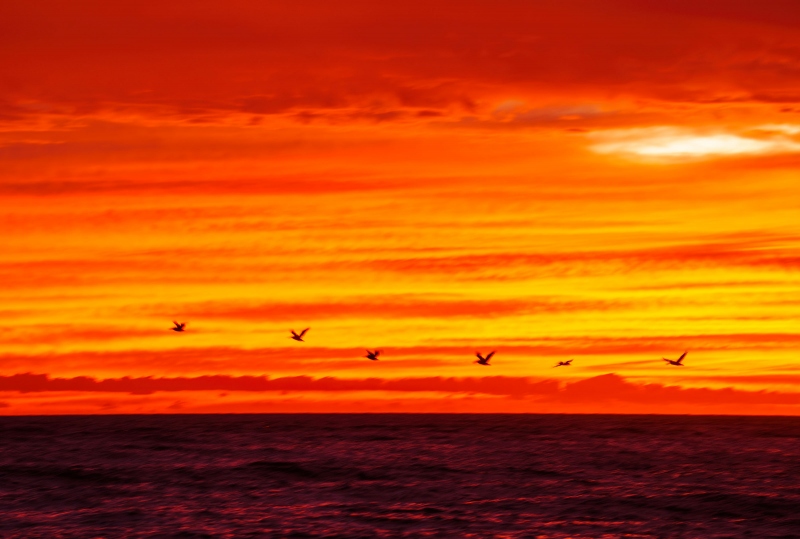 Brown-Pelicans-3200-at-sunrise-_DSC1953-Sebastian-Inlet-FLA-Enhanced-NR