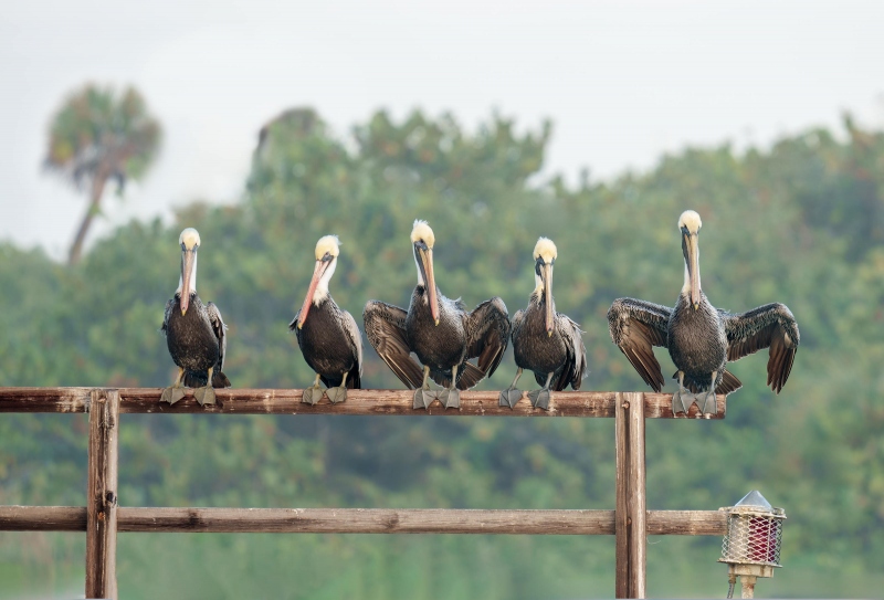 Brown-Pelicans-3200-five-adults-on-bridge-structure-railing-_DSC1632-Sebastian-Inlet-FL-Enhanced-NR