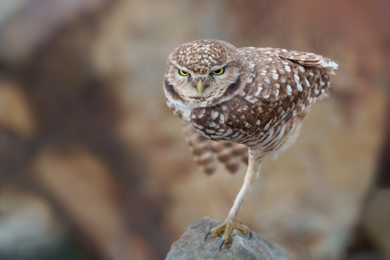 Burrowing-Owl-3200-on-rock-_A1G4350-Robb-Field-CA-Enhanced-NR