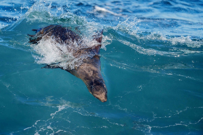 California-Sealion-3200-riding-wave-_DSC7525-La-Jolla-CA-Enhanced-NR