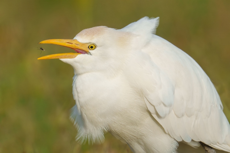 Cattle-Egret-3200-catching-midge-_DSC9171-Indian-Lake-Estates-FL-Enhanced-NR