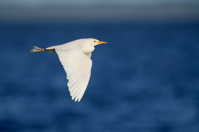 Cattle-Egret-3200-downstroke-flight-_DSC6109-Indian-Lake-Estates-FL-33855-Enhanced-NR