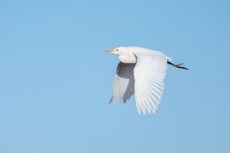 Cattle-Egret-3200-in-flight-_DSC0609-Indian-Lake-Estates-FL-Enhanced-NR