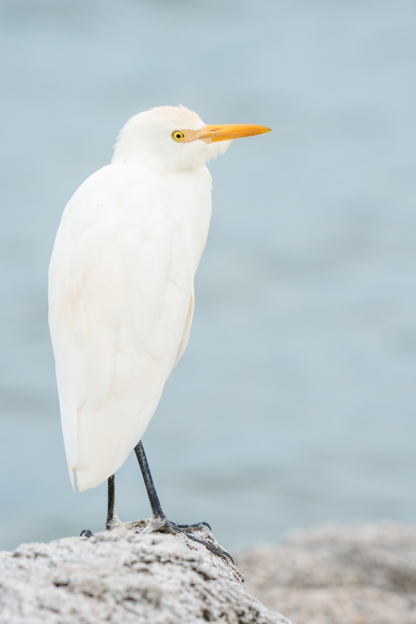 Cattle-Egret-3200-on-rock-_DSC9768-Sebastian-Inlet-FL-Enhanced-NR