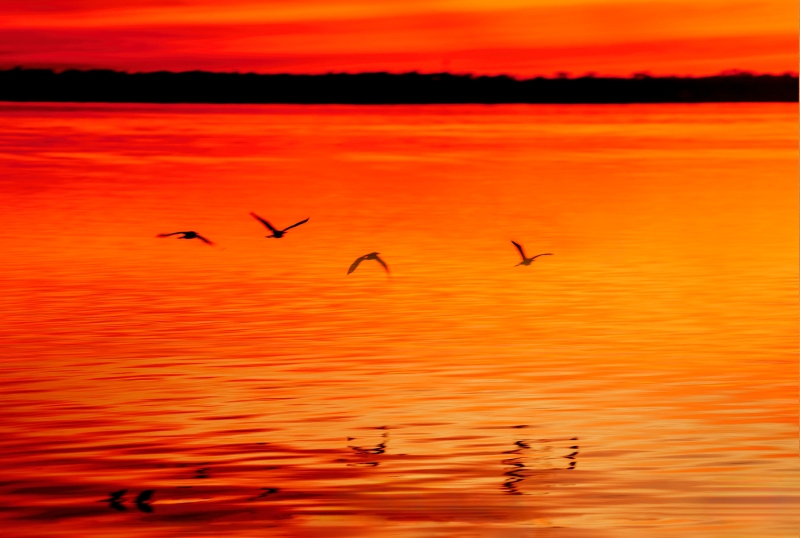 Cattle-Egrets-3200-at-sunset-heading-for-roost-_DSC7619-Indian-Lake-Estates-FL-Enhanced-NR