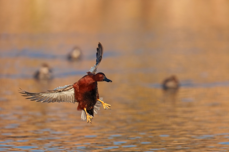 Cinnamon-Teal-3200-drake-braking-to-land-_DSC8796-Santee-Lakes-Regional-Preserve-CA-Enhanced-NR