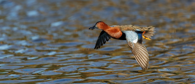 Cinnamon-Teal-3200-drake-in-flight-VASILI_L8A3118-Enhanced-NR