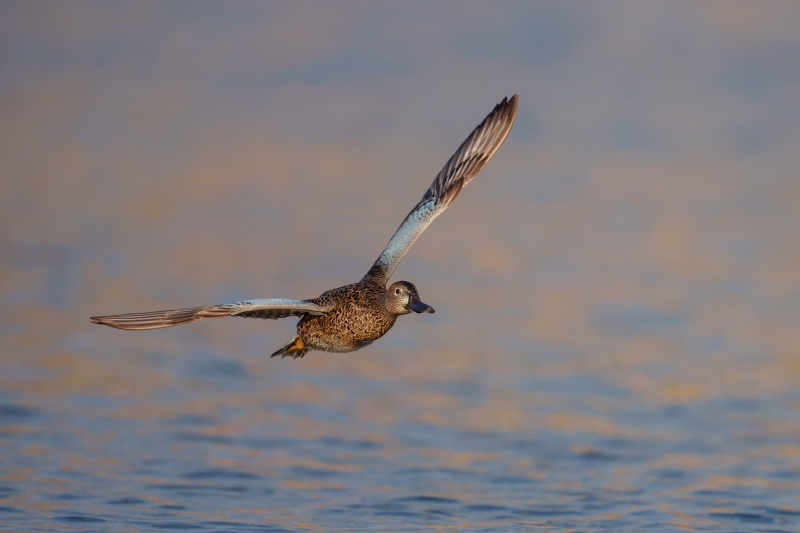 Cinnamon-Teal-3200-hen-in-flight-_DSC1422-Santee-Lakes-Preserve-Santee-CA-Enhanced-NR