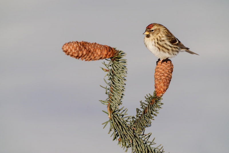 Common-Redpoll-3200-on-cones-_A1G0569-Anchor-Point-AK-Enhanced-NR