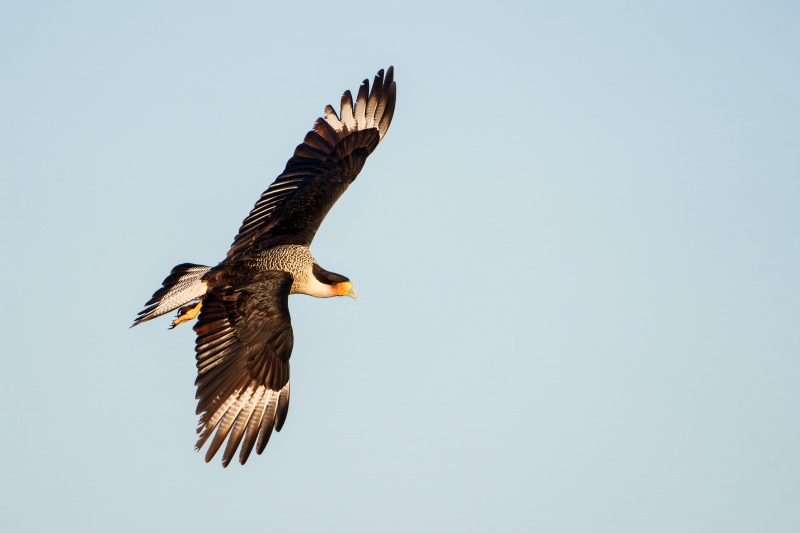 Crested-Caracara-3200-banking-flight-Bob-Eastman-_DSC3146-Indian-Lake-Estates-Enhanced-NR