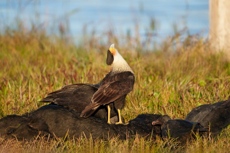 Crested-Caracara-3200-dominance-display-Bob-Eastman-_DSC3195-Indian-Lake-Estates-Enhanced-NR