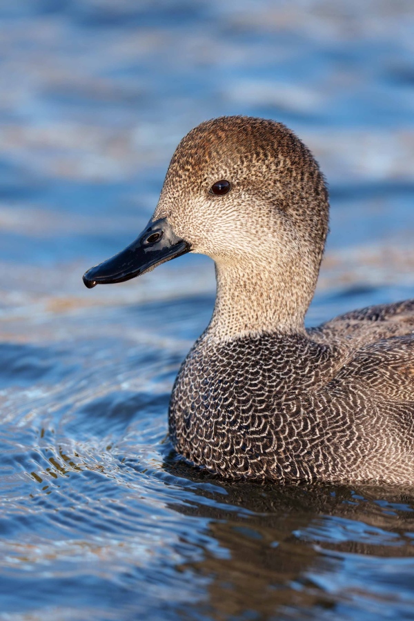 Gadwall-3200-drake-_DSC4765-Santee-Lake-Regional-Park-CA-Enhanced-NR