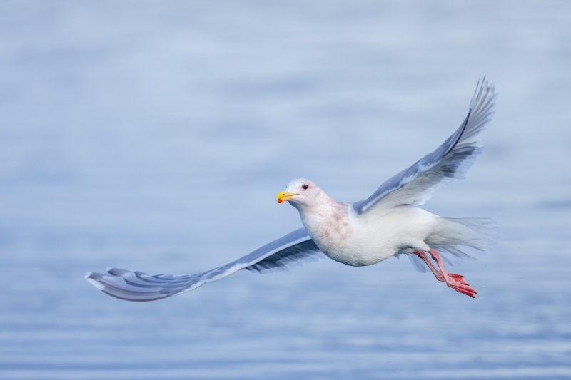 Glaucous-winged-Gull-3200-taking-flight-_DSC3462-Homer-AK-Enhanced-NR