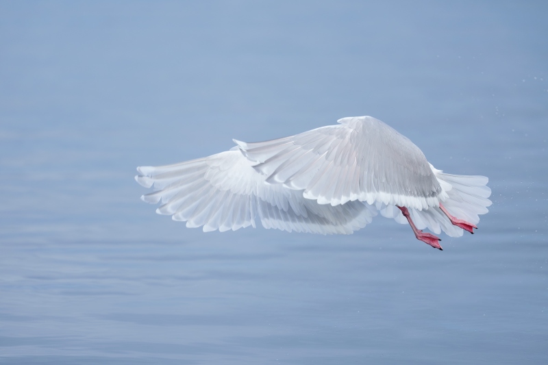 Glaucous-winged-Gull-3200-taking-flight-wings-forward-_DSC3450-Homer-AK-Enhanced-NR