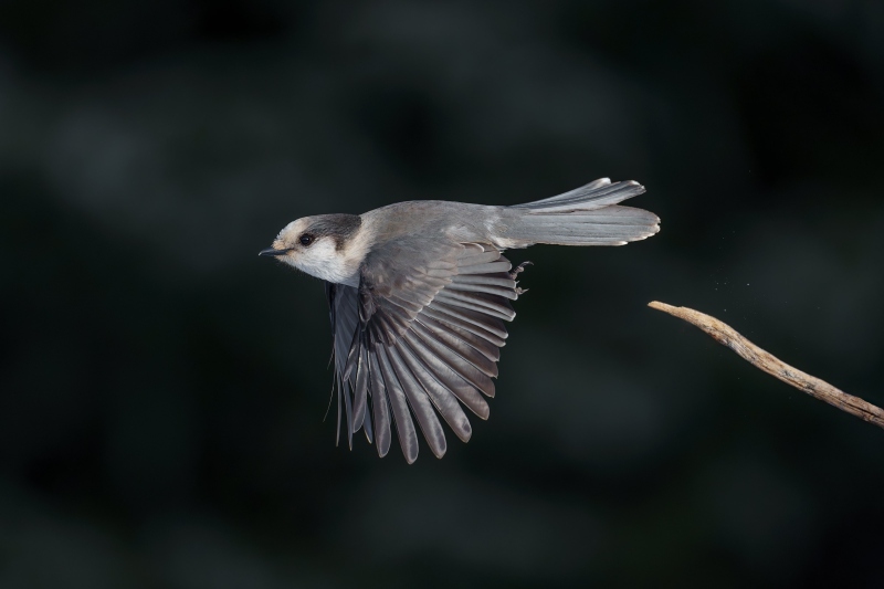 Gray-Jay-3200-taking-flight-_DSC3166Anchor-Point-FL-Enhanced-NR