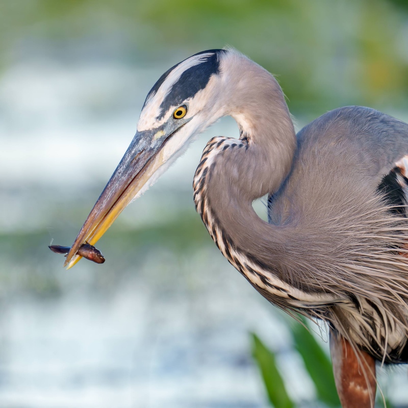 Great-Blue-Heron-2400-with-tiny-fish-_DSC3121-Indian-Lake-Estates-FL-33855-Enhanced-NR