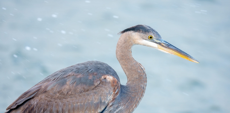 Great-Blue-Heron-3200-first-winter-plumage-_DSC2081-Sebastian-Inlet-FL-Enhanced-NR