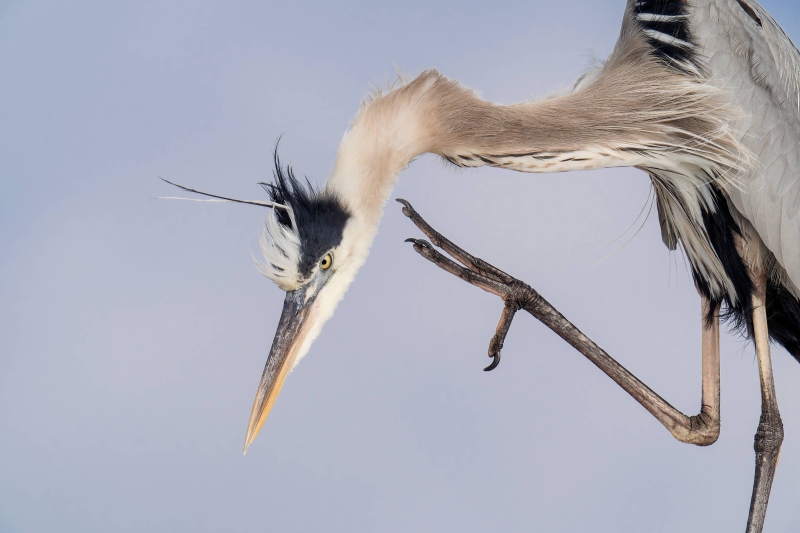 Great-Blue-Heron-3200-scratching-_A934026-Fort-DeSoto-Park-FL-Enhanced-NR