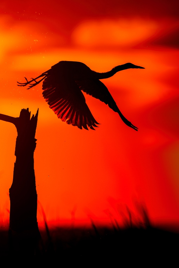 Great-Egret-1200mm-taking-flight-at-sunset-_DSC6497-Indian-Lake-Estates-FL-Enhanced-NR