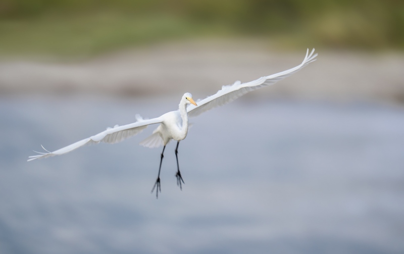 Great-Egret-3200-in-flight-sharp-at-1-50-sec._DSC1827-Sebastian-Inlet-FL-Enhanced-NR