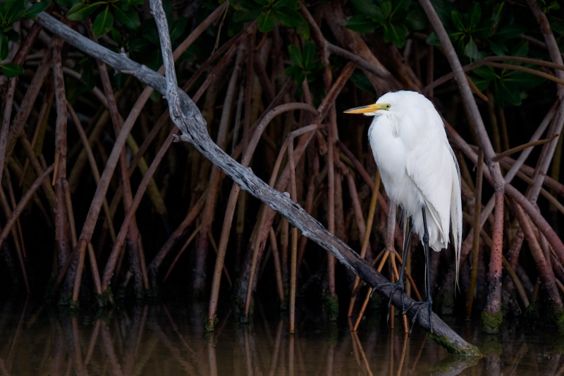 Great-Egret-3200-on-Red-Mangrove-roots-_DSC8216-Fort-DeSoto-Park-Tierra-Verde-FL