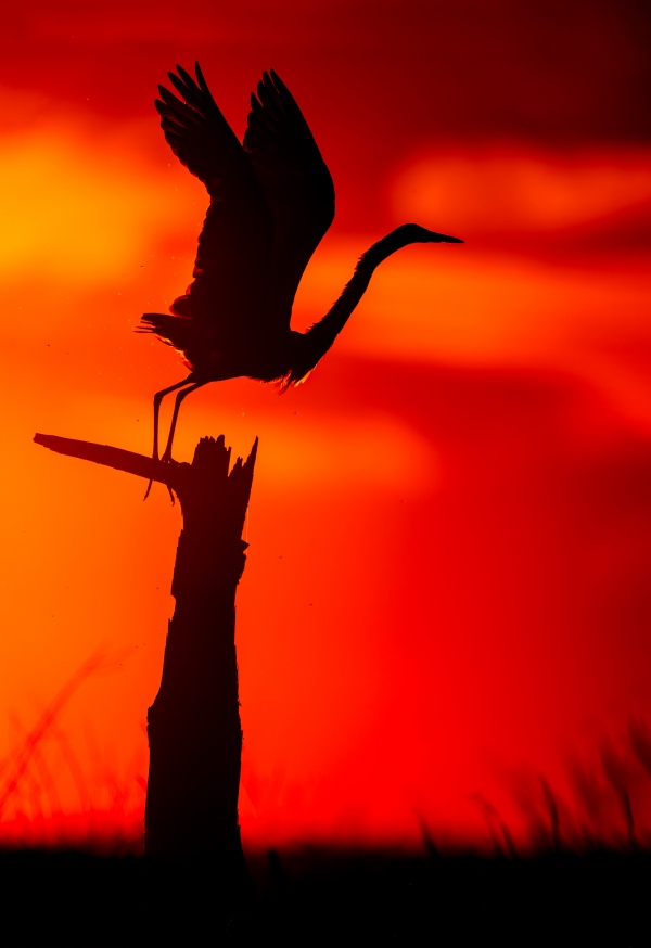 Great-Egret-3200-taking-flight-at-sunset-_DSC6492-Indian-Lake-Estates-FL-Enhanced-NR