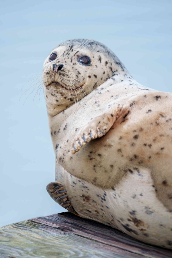 Harbor-Seal-3200-on-dock-_DSC9562-Homer-AK-Enhanced-NR