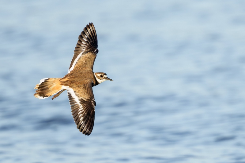 Killdeer-3200-dorsal-flight-_DSC5917-Indian-Lake-Estates-FL-33855-Enhanced-NR