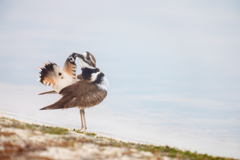 Killdeer-3200-preening-tail-feathers-_DSC2560-Indian-Lake-Estates-FL-Enhanced-NR