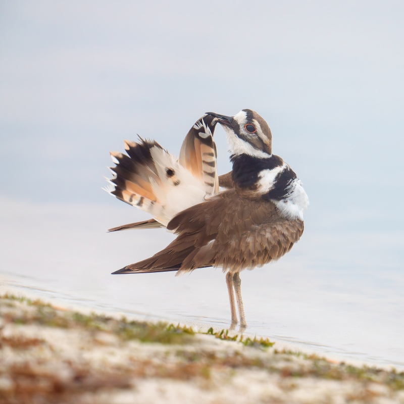 Killdeer-SQ-2400-preening-tail-feathers-_DSC2560-Indian-Lake-Estates-FL-Enhanced-NR