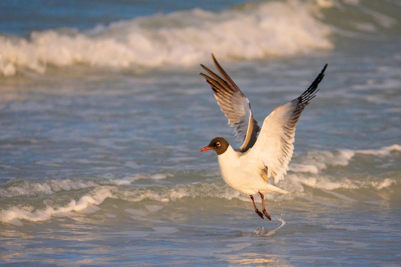 Laughing-Gill-3200-flapping-after-bath-_DSC8410-Fort-DeSoto-Park-Tierra-Verde-FL