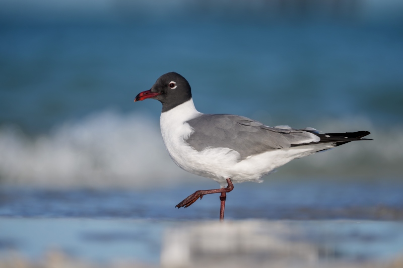 Laughing-Gull-3200-breeding-plumage-in-surf-with-foot-raised-_DSC1492-Fort-DeSoto-Park-Tierra-Verde-FL-Enhanced-NR