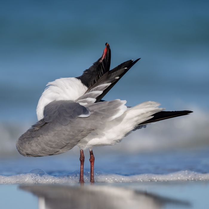 Laughing-Gull-3200-breeding-plumage-preening-primary-feather-in-surf-_DSC1137-Fort-DeSoto-Park-Tierra-Verde-FL-Enhanced-NR