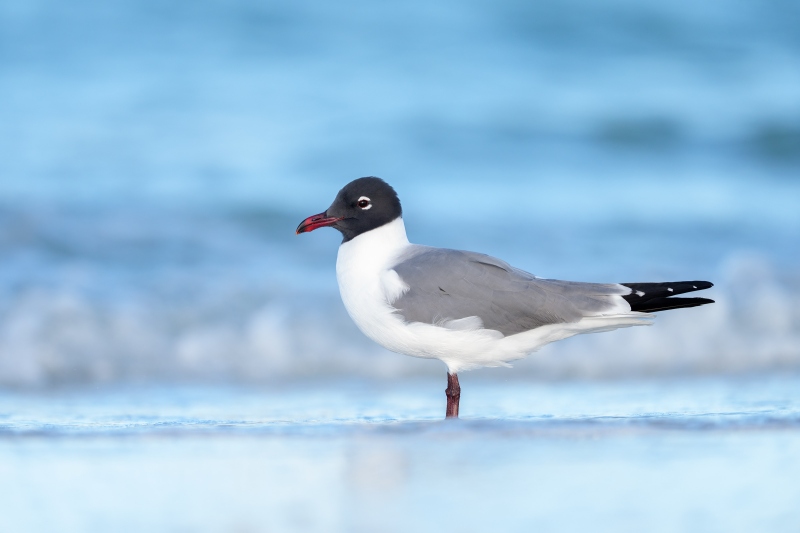 Laughing-Gull-3200-in-breeding-plumage-in-surf-_DSC9640-Fort-DeSoto-Park-Tierra-Verde-FL