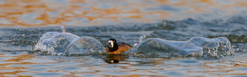 Lesser-Scaup-3200-drake-landing-VASILI-_L8A2866-Enhanced-NR