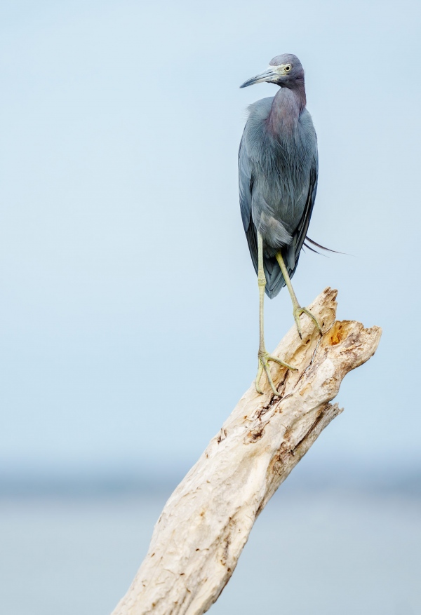 Little-Blue-Heron-3200-winter-adult-_DSC9718-Sebastian-Inlet-FL-Enhanced-NR